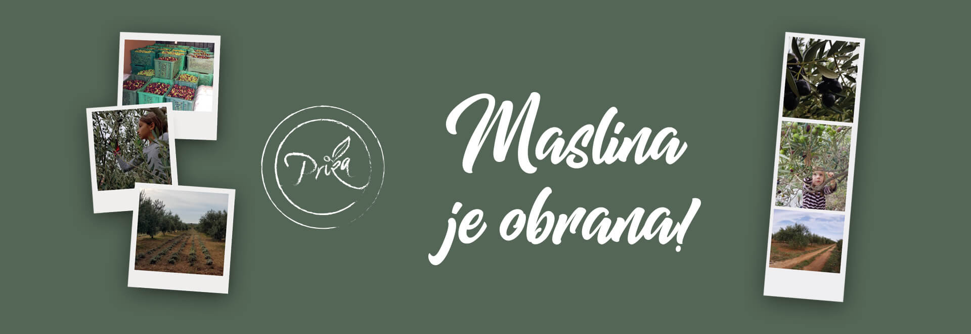 Ekološko maslinovo ulje visoke kvalitete